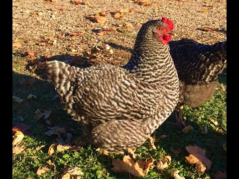 Barred Plymouth Rock — breed overview