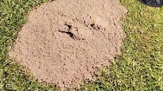 Let Mother Nature Rid Your Yard Of Ants. Chemical Free! Easy DIY