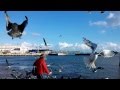 Gaivotas no Tejo, pela manhã...