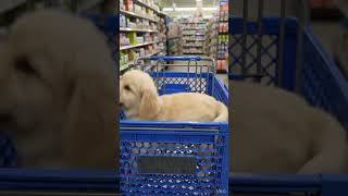 Grocery Shopping Is a Chore Retriever Puppy Video AI Prompt