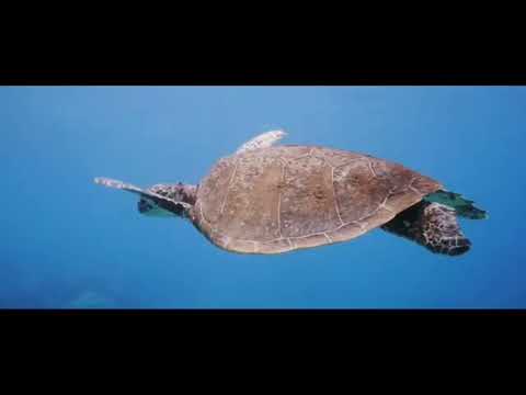 RESOMAN (INTERNATIONAL) LIZARD ISLAND RESORT