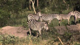 preview picture of video 'Ugandaresan del 3: Lake Mburo National Park'