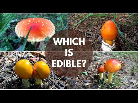 Caesar's Mushroom ID & MANY Lookalikes: ID checklist + quiz