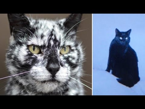 19 Year Old Cat Starts Transforming His Black Coat Into A Jaw Dropping Pattern!