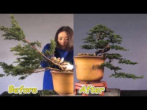 How to bend a bonsai - great bonsai bending skills #30