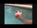 Oobie In Captiva