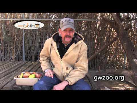 GW Zoo Animal Spotlight - North American Porcupine