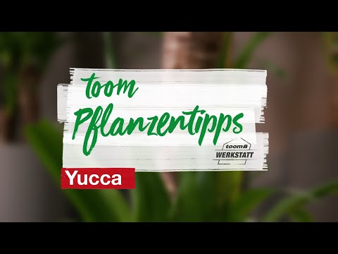 toom Pflanzentipps: Yucca Palme | toom Baumarkt