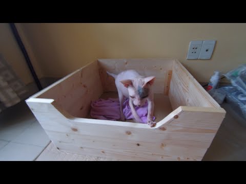How to make a Sphynx Cat birthing box 🥳 | Sphynx Kittens