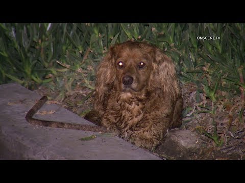 Dog Survives Being Ejected During Rollover Crash In Santa Paula