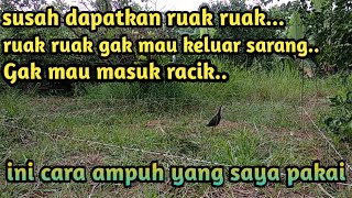 Download lagu Cara ampuh pikat ruak ruak yang penakut mp3