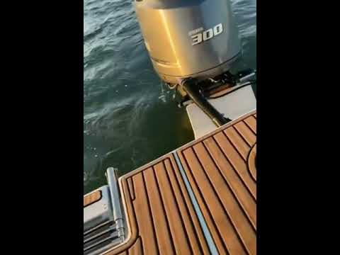 Dog attacks a Shark 😳😱