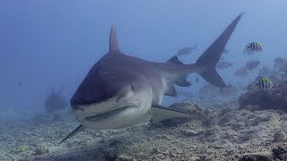 Tiger Shark Fuvahmulah Island Feb 2022