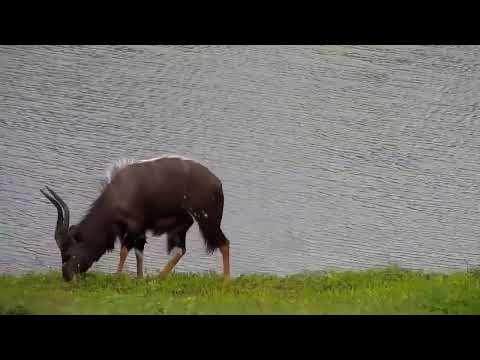 Djuma: Nyalas - 14:52 - 01/05/2023