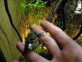 Karolina Laubfrosch Hyla Cinerea Auch Amerikanischer Laubfrosch