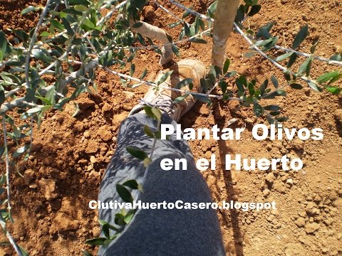 Plantar olivos en el huerto casero