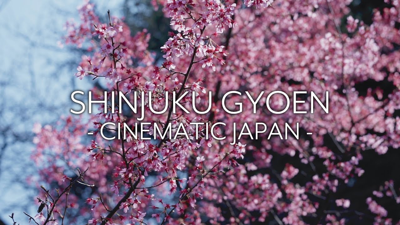 Experience Tokyo's Shinjuku Gyoen National Garden, a spectacular display of diverse cherry blossoms!