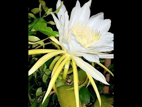 Brahma lotus which blooms once a year || #shorts