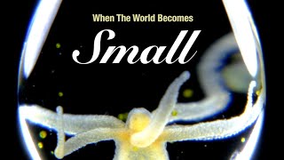 When The World Becomes Small