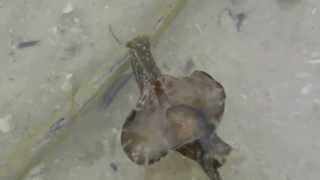 preview picture of video 'Sooty sea hare - Stump Pass Beach, Englewood, FL'