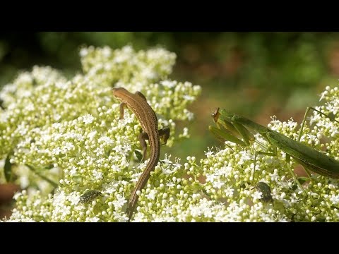 カマキリの狩り