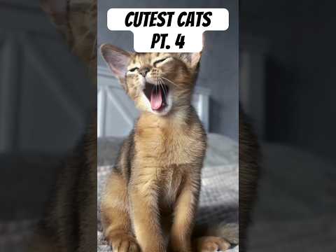 Part 4 | Cutest Cats #shorts