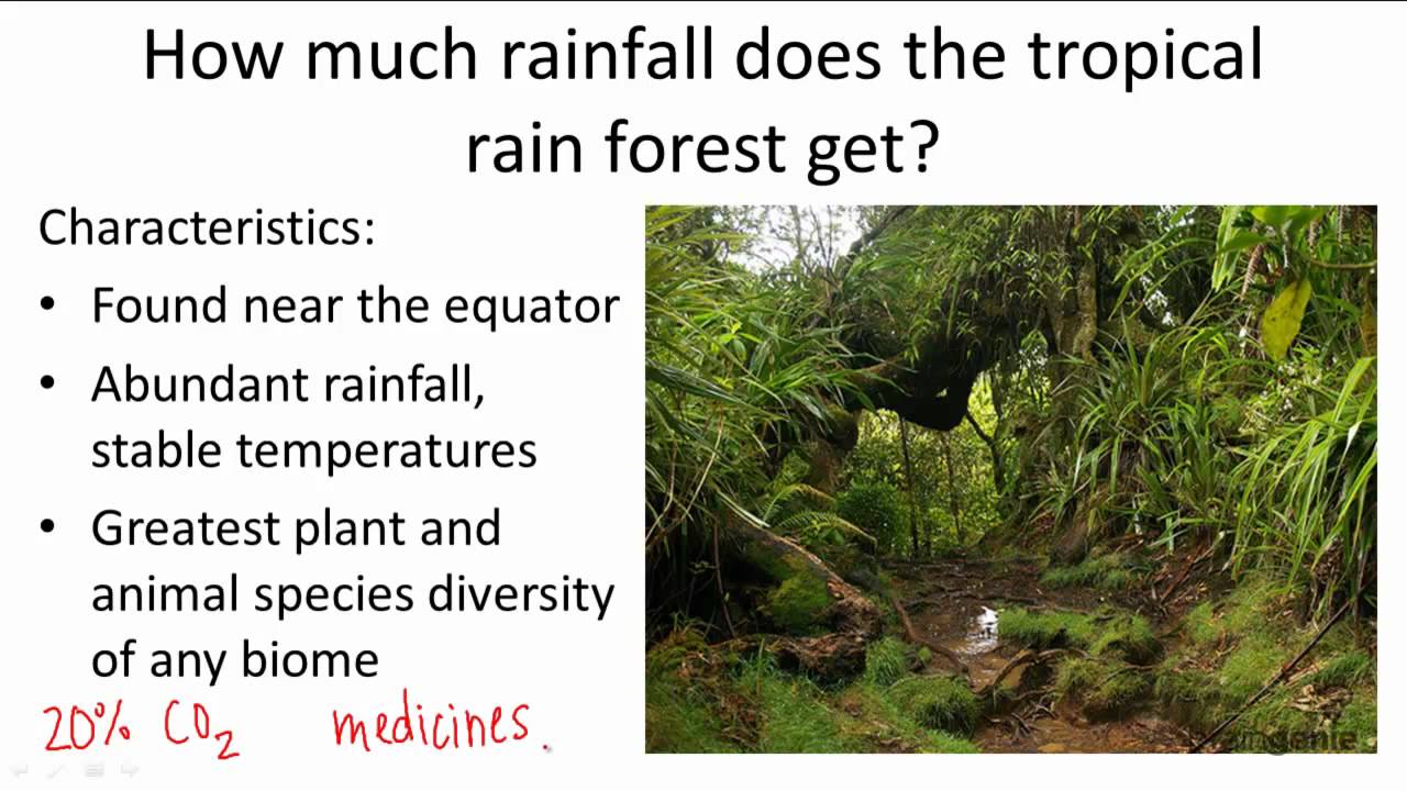 How much precipitation does a rainforest receive annually?
