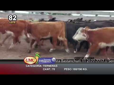 Lote 70 Terneras en Villaguay, Entre Ríos