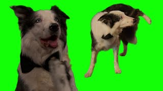Messi The Dog clapping and pissing at the Oscars green screen