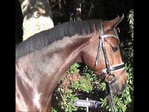 SOLD 2013 Hannoveraner Stute / Hanoverian mare by FOUNDATION 16.1 hh www.sporthorses-online.com