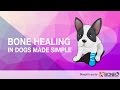 Broken Bones In Dogs How The Healing Process Works