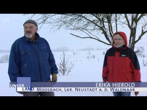 Freilandhaltung Welsh-Black - Rinder in der Oberpfalz  Unser Land (BR)