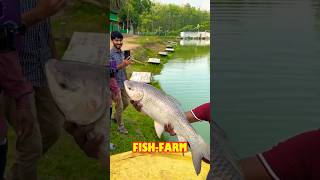 Catching Fish from Underground Water Hole in Field #Shorts