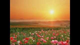 Fiorella Mannoia - In viaggio