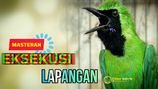 Download lagu 🔴EKSEKUSI LAPANGAN‼️MASTERAN CUCAK IJO FULL TEMBAKAN KEKINIAN mp3