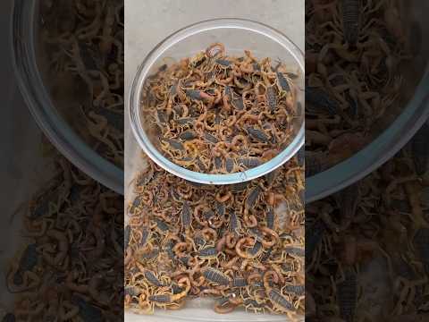 scorpion farming in china | most amazing facts about scorpions #scorpion #shorts