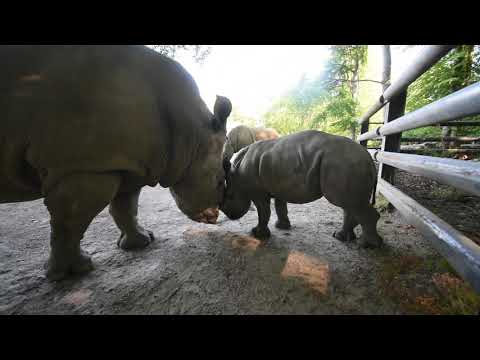 Moment Mother Rhino Stops Dad And Son Play Fighting