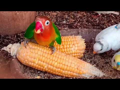 4 Hours Happy Budgies Singing For Sad and Lonely Birds🦜🐦😘