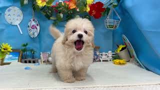 ハーフ犬の動画01