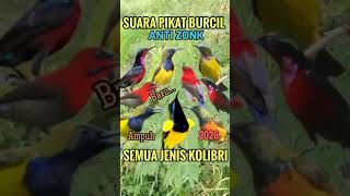 Download lagu Suara pikat semua jenis kolibri 2026#shorts #pikatburung #suarapikat #birds  #pikatsogon.#sogon mp3
