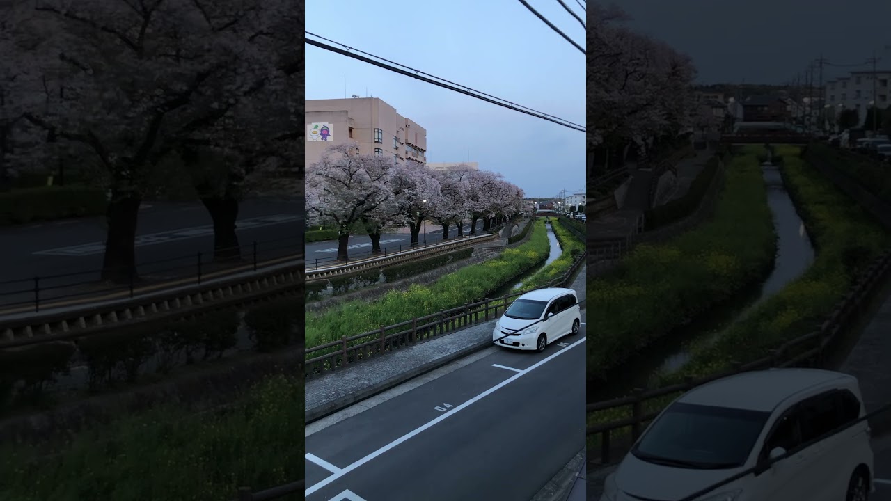 Beautiful Sakura in Japan! 🌸#japan #sakura #shorts