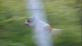 preview picture of video 'American Bulldog  Maximus Sprint Training'