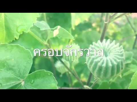 วิตามิน ฯลฯ ในโรคสะเก็ดเงิน Neurodermatitis และการรักษา