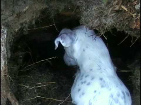 Jack Russell Terrier vs fox