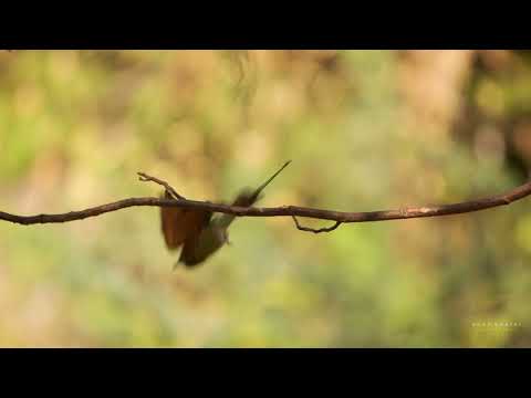 Asian green bee-eater two birds, fun to watch on 15.01.2023
