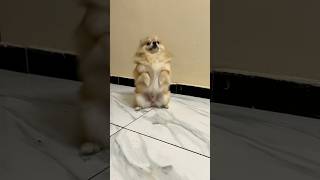 My Mental State #comedy #papaade #Family #mentalhealth