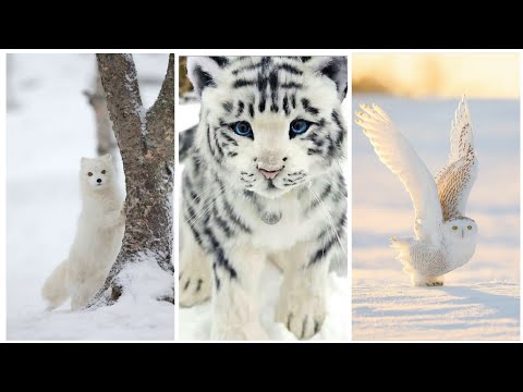 Animais BRANCOS na NATUREZA que talvez você não conheça  🦢