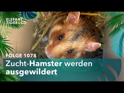 Rettet den Hamster! (Folge 1078) | Elefant, Tiger & Co. | MDR