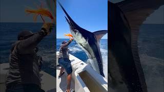 Download lagu Marlin Launches Into Fishing Boat! #fishing #fisherman 🎥IG:@cabotxstar mp3