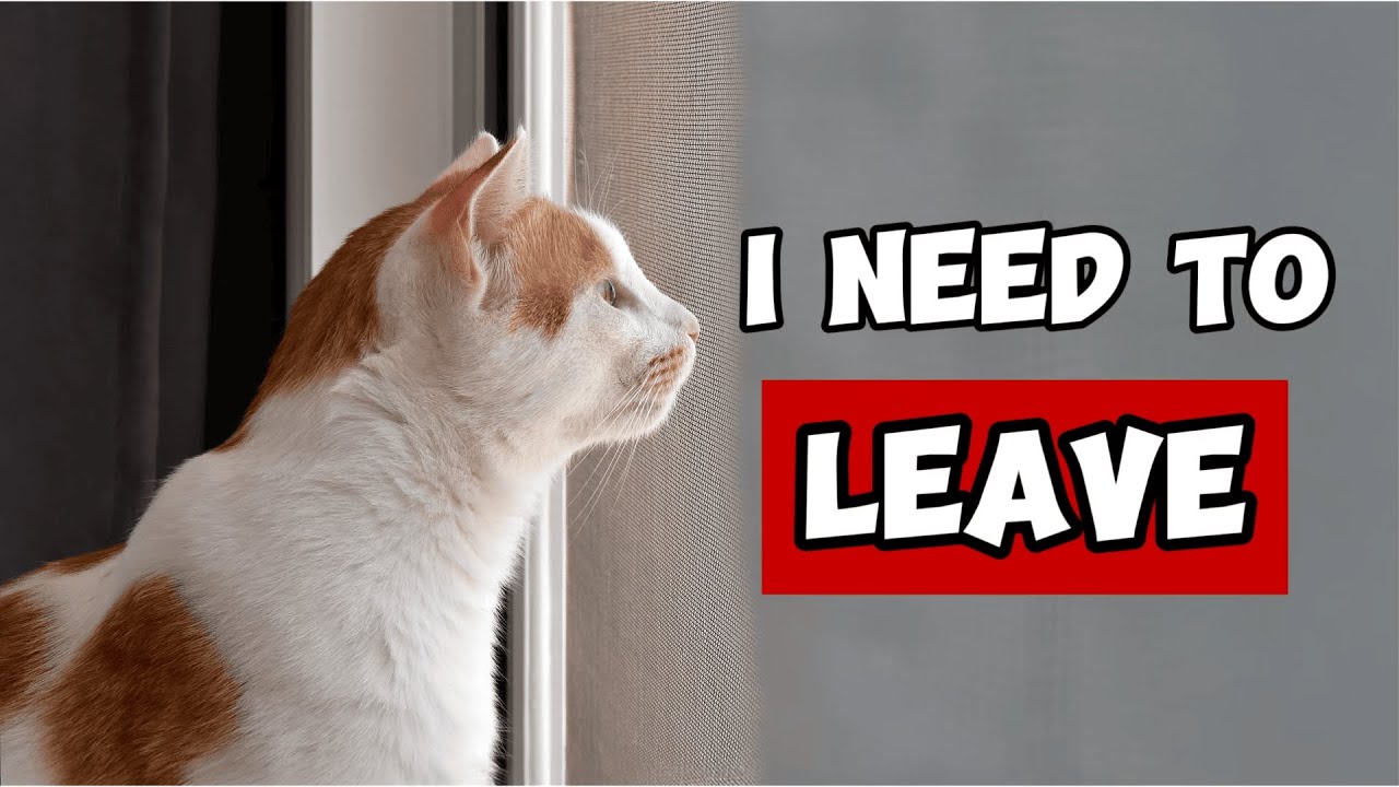 Why Do Cats Leave and Never Come Back? How to Avoid it